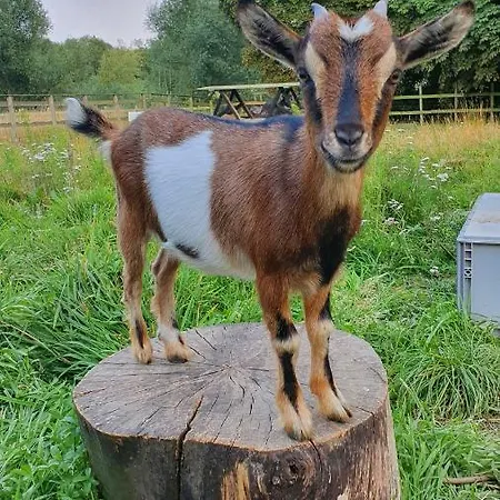 Gutshof Kaemmerich - 