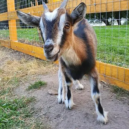 Affittacamere Gutshof Kaemmerich - 