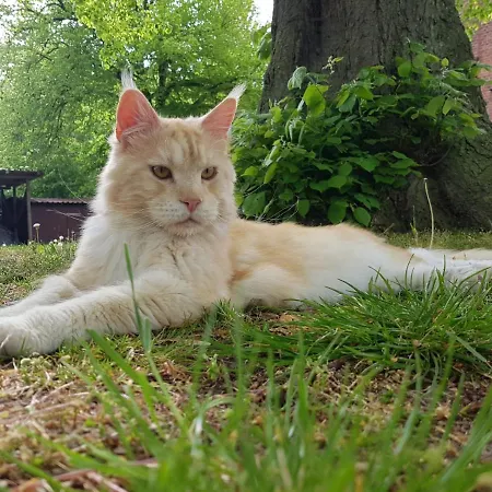 Affittacamere Gutshof Kaemmerich - 