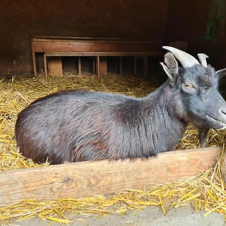 Gutshof Kaemmerich - 