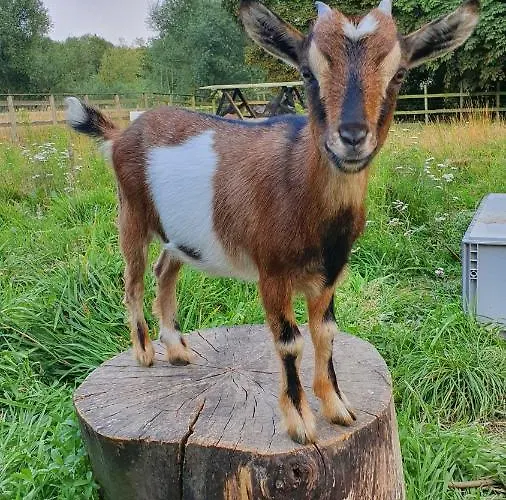 Gutshof Kämmerich 4* Altkalen