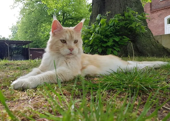 Gasthof Gutshof Kämmerich 4*