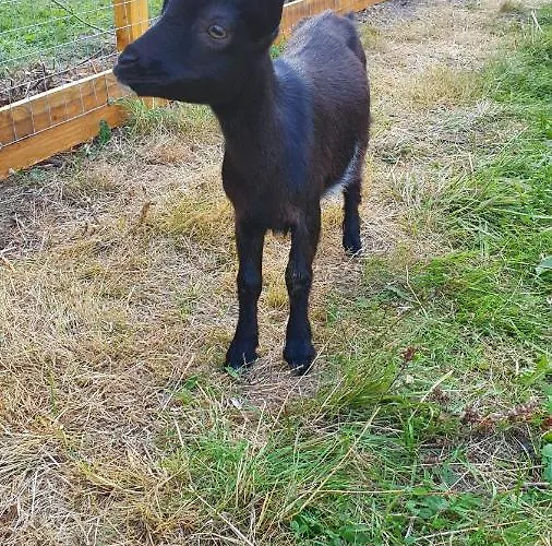 Gasthof Gutshof Kämmerich