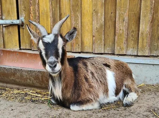 Gutshof Kämmerich Gasthof 4*